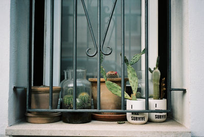 Potted plants on window sill