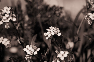 Close-up of white flowering plants on field