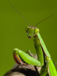 Close-up of a praying mantis