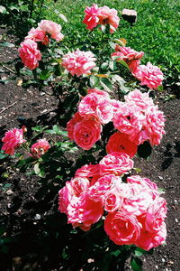 Close-up of pink rose