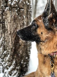 Close-up of dog