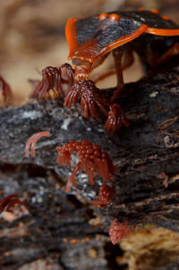 Close-up of a bizarre insect