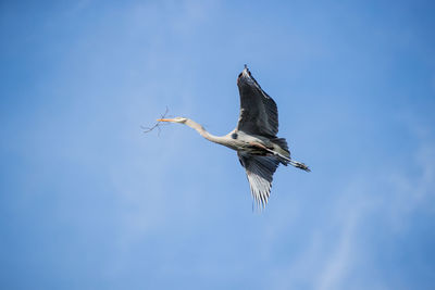 Low angle view of bird flying