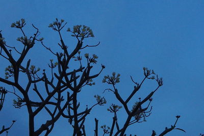 Low angle view of tree against clear blue sky