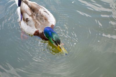 High angle view of duck swimming in lake