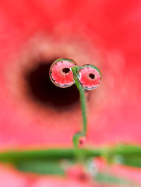 Close-up of red flower