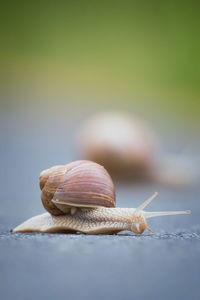 Close-up of snail