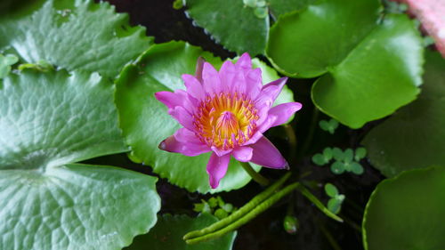 Close-up of lotus water lily in pond