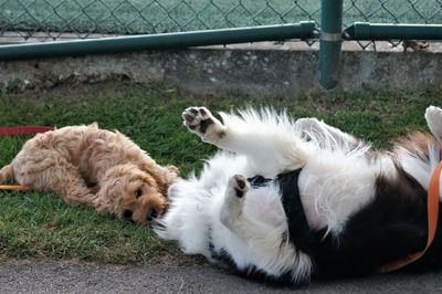 Dogs relaxing on a farm