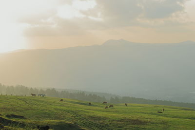 Scenic view of grassy field against sky