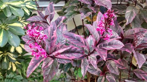 Close-up of purple flowers blooming outdoors