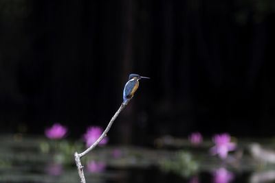 Bird perching on purple flower
