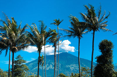 Coconut palm trees against blue sky