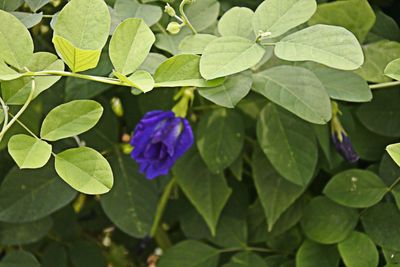 Close-up of purple flowering plant leaves