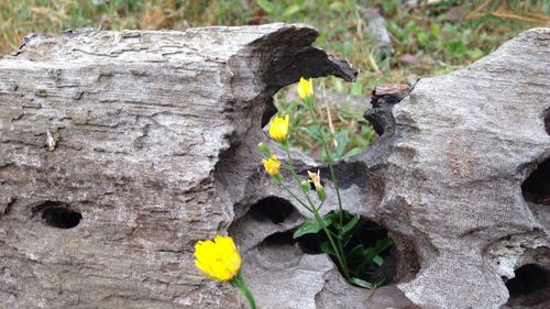 Close-up of plant against tree trunk