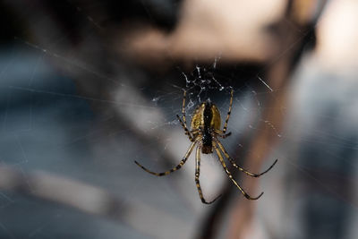 Close-up of spider and web against blurred background