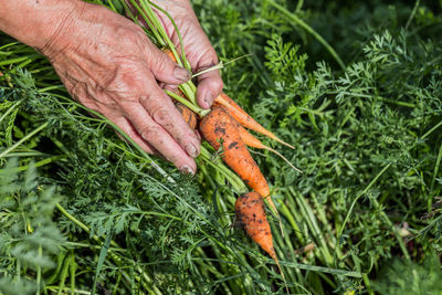 Hands carrot harvest in garden