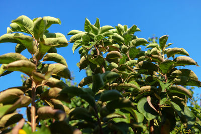 Green leaves of pear tree in the garden