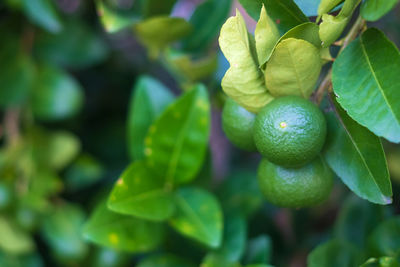 Close-up of fruits growing on tree