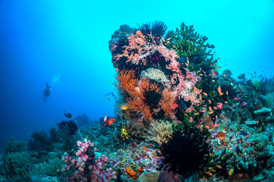 View of coral swimming in sea