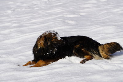 Close-up of dog on snow