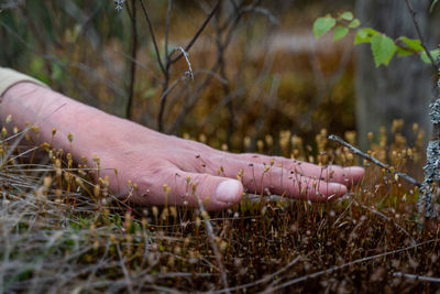 The hand touches the moss cuckoo flax close up.