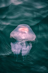 Close-up of jellyfish swimming in water