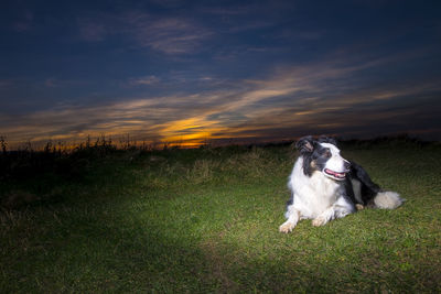 Dog on field at sunset