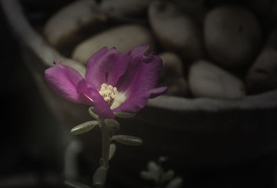 Close-up of flowers blooming outdoors