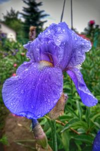 Close-up of purple flowers against blue sky