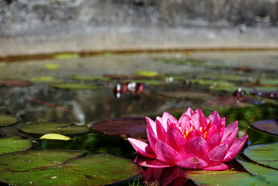 Close-up of lotus water lily in pond