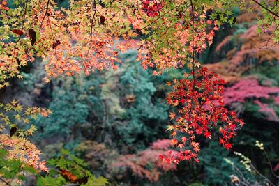 Close-up of maple tree in forest during autumn