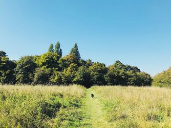 Trees on field against clear blue sky