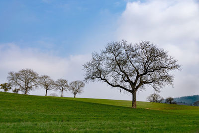 Bare tree on field against sky