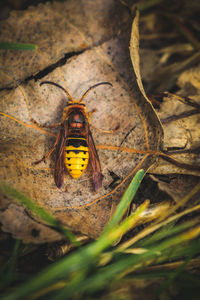 Close-up of insect on leaf