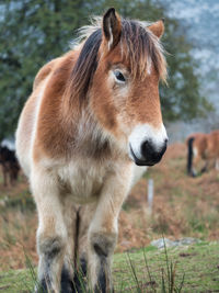 Horse standing on field