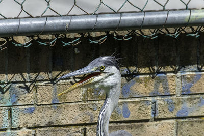 Bird on a wall