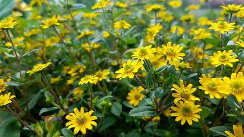 Close-up of yellow flower