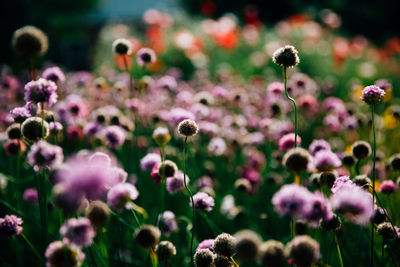 Close-up of flowers blooming outdoors