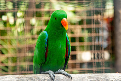 Close-up of parrot perching in cage