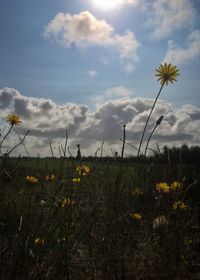 Yellow flowers growing in field