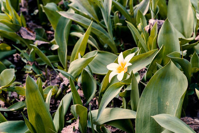 Close-up of flowers blooming outdoors