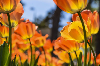 Close-up of yellow tulips