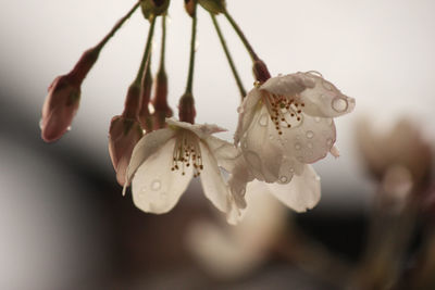 Cherryblossom after the rain