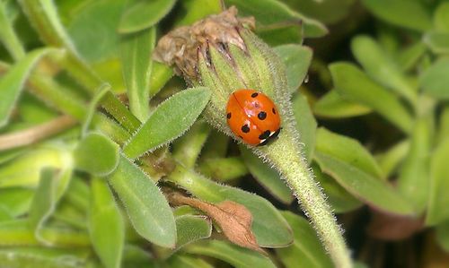 Close-up of ladybug on leaf