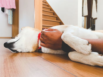 Dog sleeping on floor at home