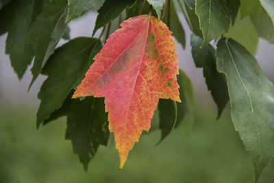 Close-up of maple leaves on plant