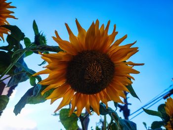 Low angle view of sunflower against blue sky