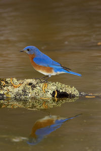 Close-up of bird perching on a lake