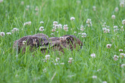 Hare in search of cover in flowering meadow